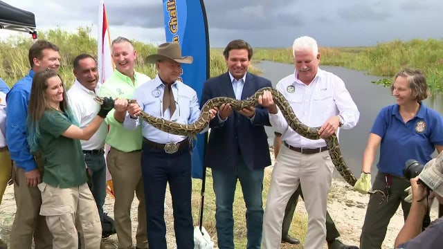 Gov. DeSantis announces Burmese Python hunting contest to help eradicate invasive species