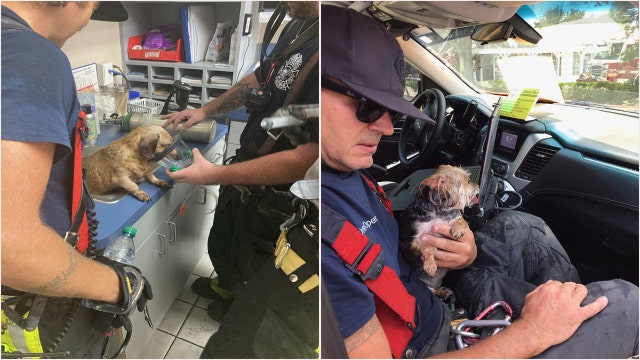 Dogs expected to be okay following fire at Clearwater animal clinic