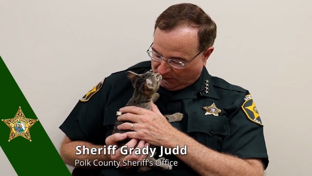 Polk County Sheriff Grady Judd really wants you to adopt a kitten