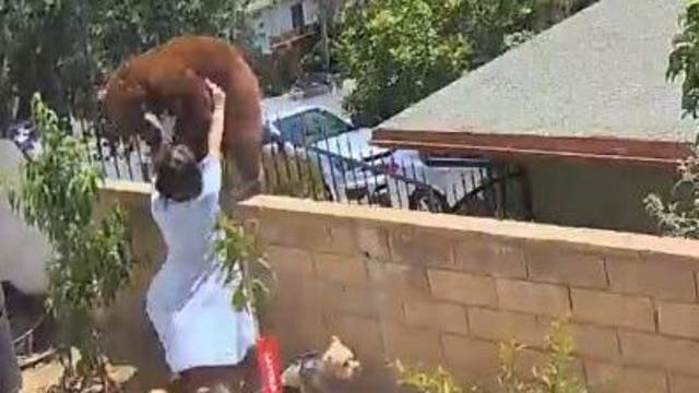 Woman pushes brown bear as it climbs over fence to save her dogs
