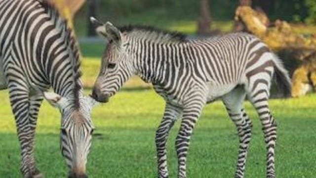 Disney's Animal Kingdom reveals name of new baby zebra