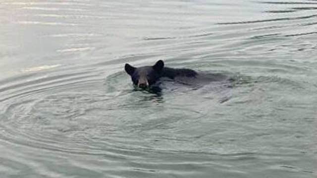 'What's up, little guy?' Viral video shows black bear swimming in river