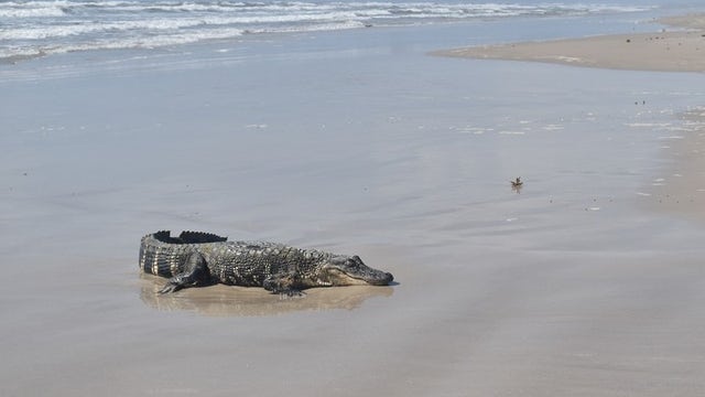 Louisiana gator comes ashore on Texas beach