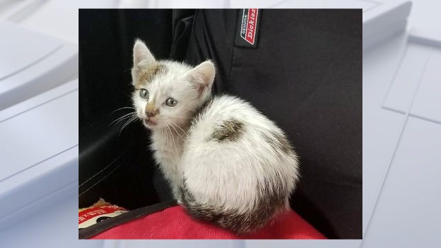 'Junction' the kitten rescued from busy interstate bridge