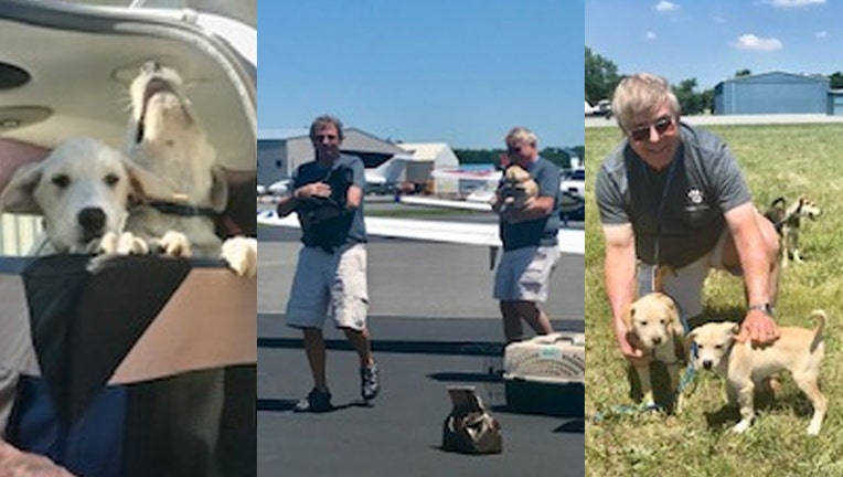 puppies