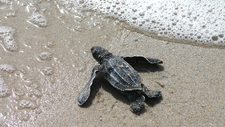 leatherback-sea-turtle-hatchling-fwc-karen-parker.jpg