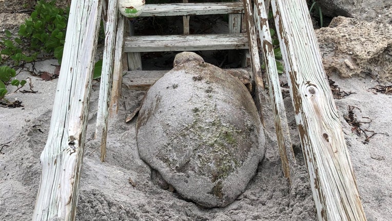 stuck-sea-turtle-manasota-1.jpg