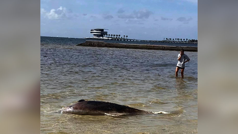 288b607d-dead-dolphin-1-copy.jpg