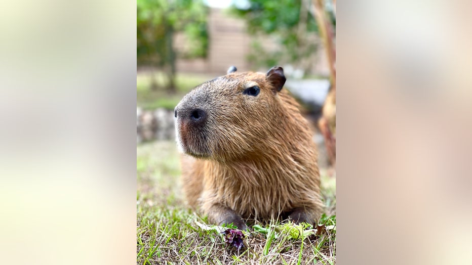 Capybara