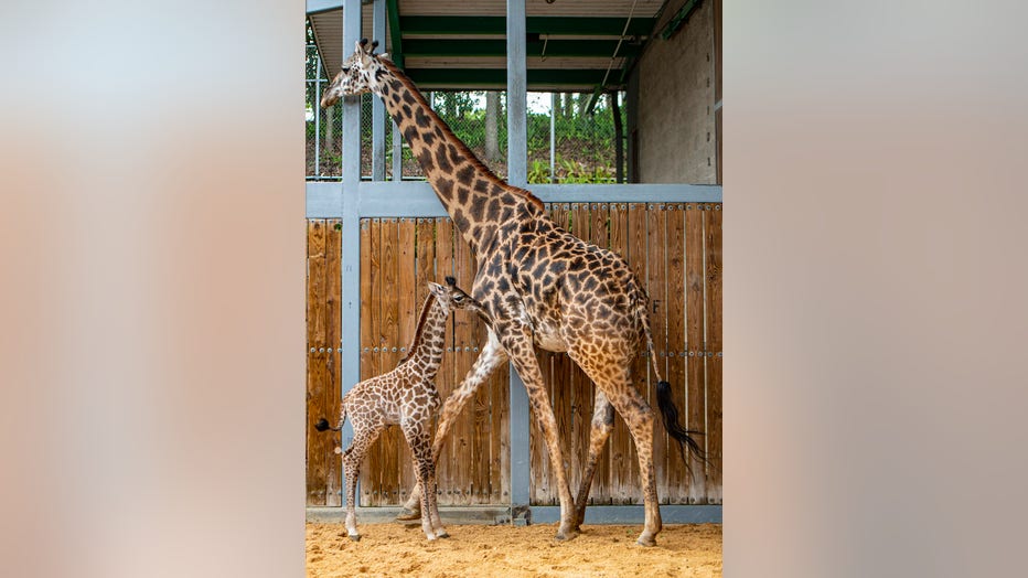 Disney Giraffe animal kingdom