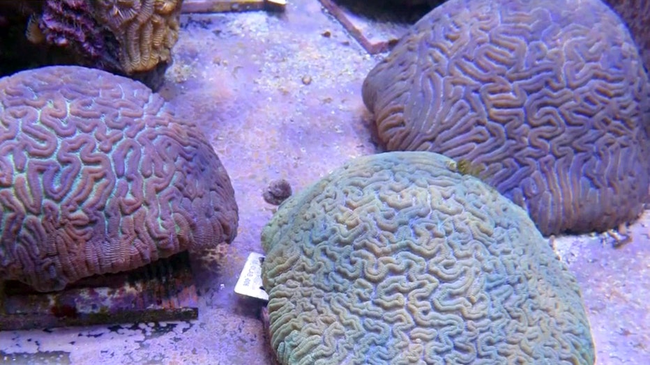 florida-aquarium-brain-coral-breeding-1.jpg