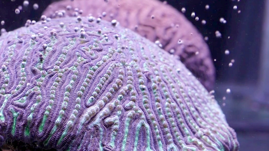 florida aquarium brain coral breeding (2)