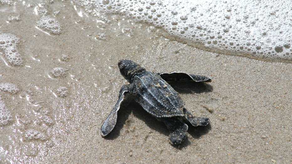 leatherback-sea-turtle-hatchling-fwc-karen-parker.jpg