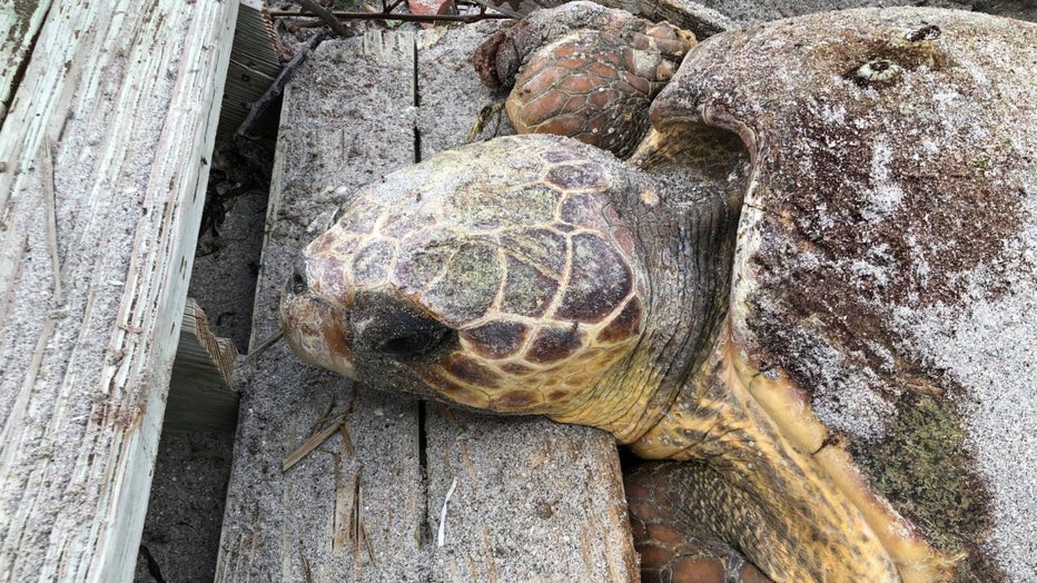 stuck-sea-turtle-manasota-2.jpg