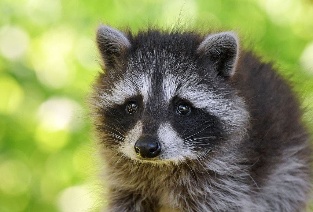 Over a dozen baby raccoons nurtured back to health after abandoned in Brevard