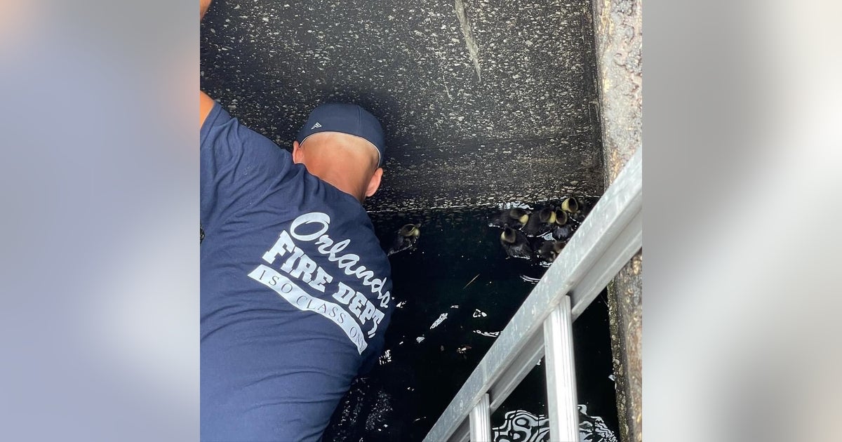 Orlando firefighters rescue ducklings from storm drain | FOX 35 Orlando
