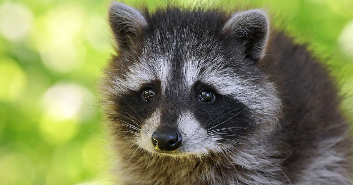 Over a dozen baby raccoons nurtured back to health after abandoned in Brevard