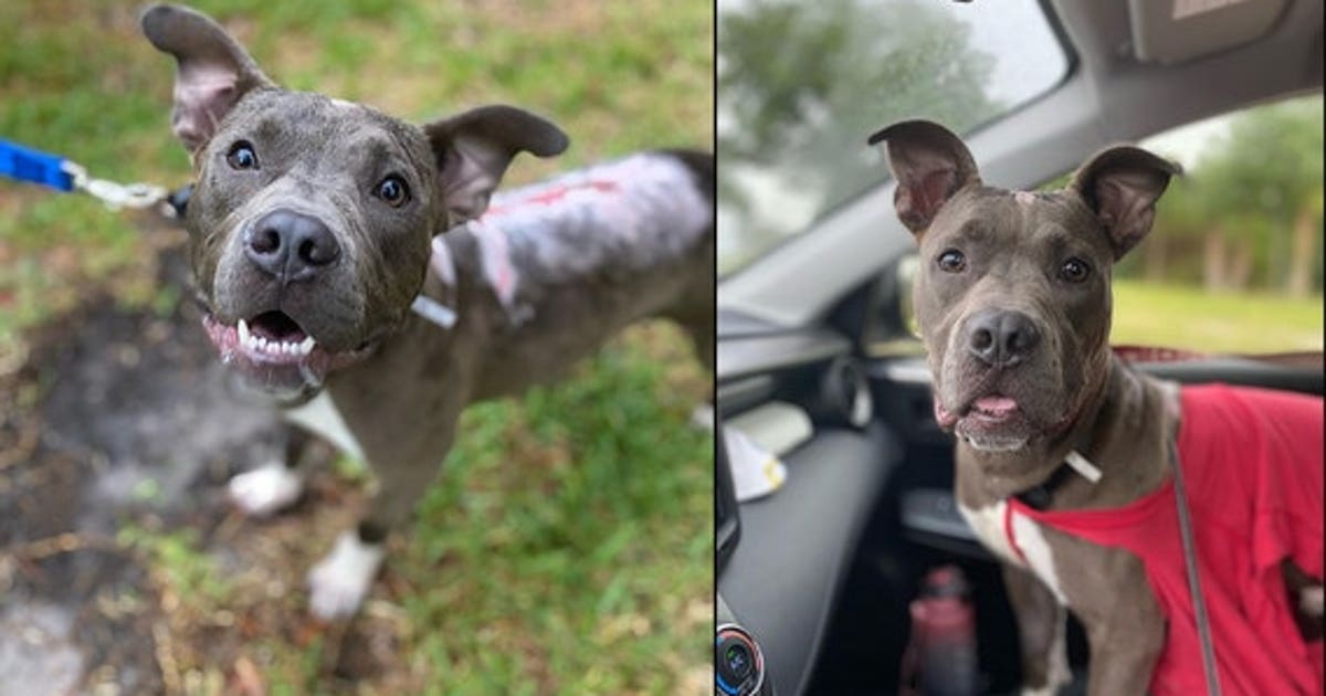 Orlando puppy found burned, thrown from truck gets adopted | FOX 35 Orlando