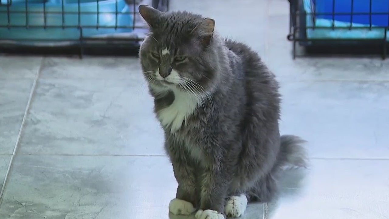 'Breaking my heart' Nokill animal rescue stops cat intake, can't afford vet bill FOX 35 Orlando