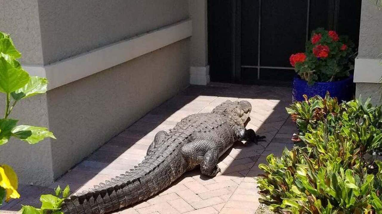 Massive alligator shows up at front door of Florida home, tries to meet