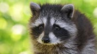 Over a dozen baby raccoons nurtured back to health after abandoned in Brevard