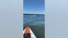 Paddleboarders have close encounter with orcas off Washington coast