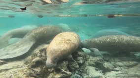 More than 80 starving manatees in rehab across US: officials