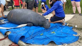 Rehabilitated manatees returned to Blue Spring State Park