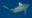 Trump pardons Florida divers who freed 19 sharks from federal fishing line