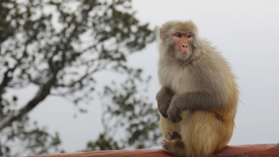 Monkey B virus: Veterinarian dies in 1st case reported in China