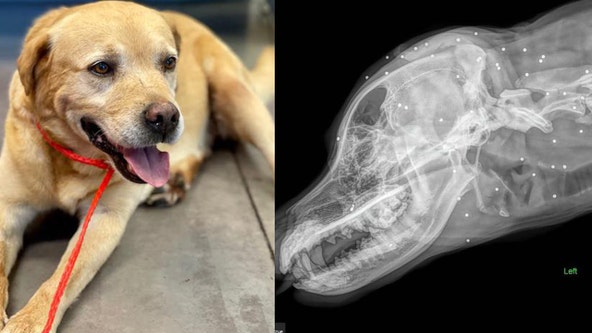 Orlando rescue caring for dog with nearly 100 pellets in head, neck