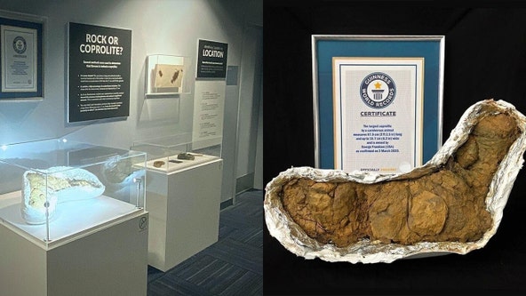 Largest fossilized dino poop on display at Orlando Science Center