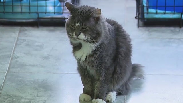 'Breaking my heart': No-kill animal rescue stops cat intake, can't afford vet bill