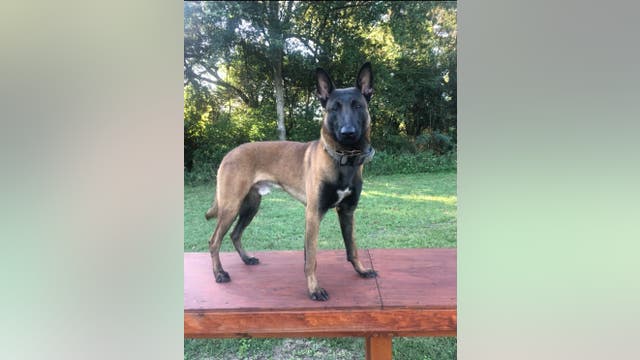 Savannah police K-9 dies in officer-involved vehicle crash