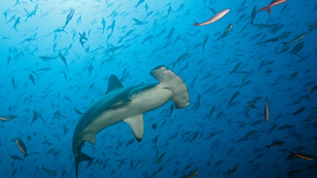 Hammerhead charges toward swimmer while beachgoers scream in terror in viral video