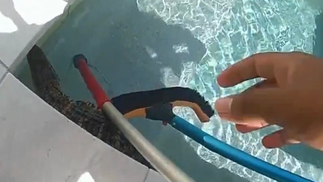 Gator found in hot tub 'taken into custody' by police