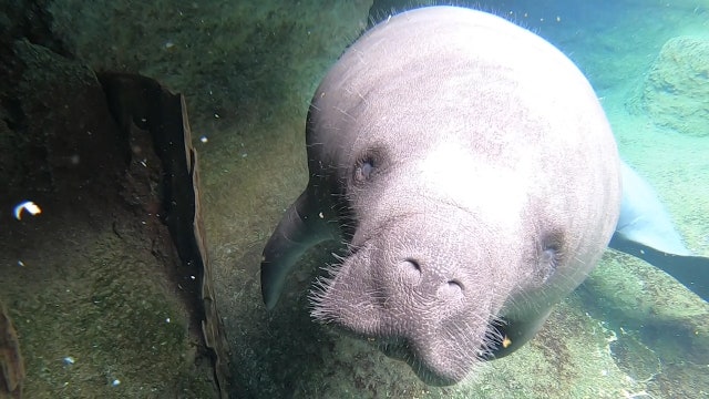 Manatees starve to death along Florida's coast: Here's why