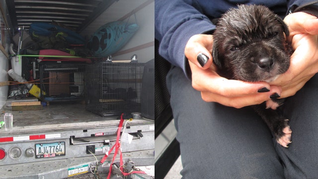 Deputies: 17 animals 'on brink of death' found in U-Haul in Flagler County