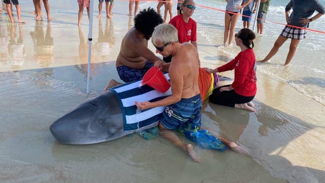Beached whale in New Smyrna euthanized found with multiple health problems