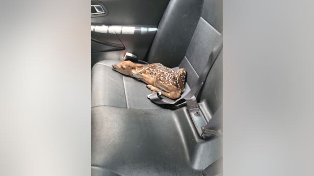 Baby deer rescued by Flagler County deputy