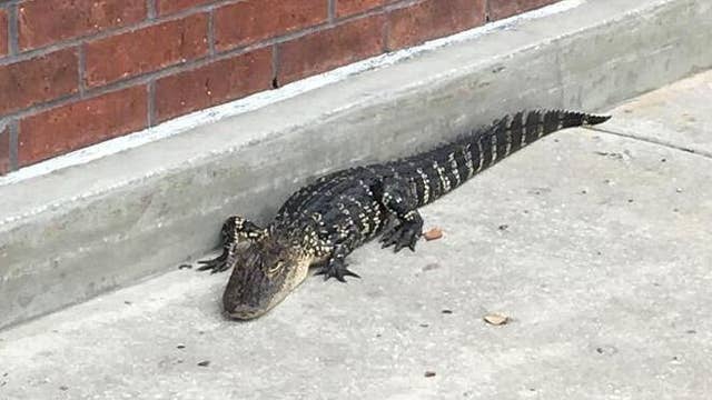 Alligator 'apprehended' by police for 'trespassing' at Florida mall