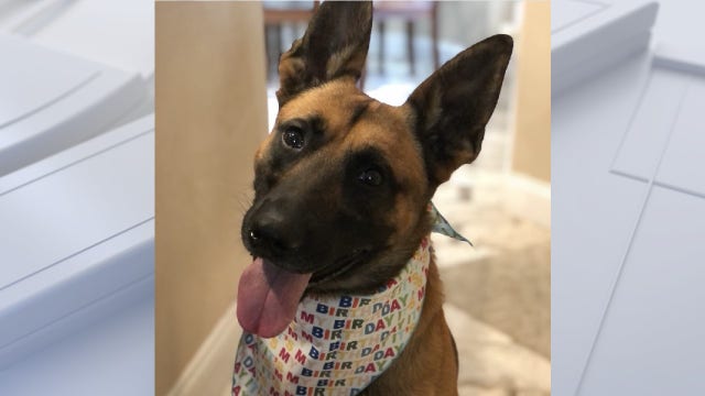 Happy 2nd 'Woofday' to Orlando Police K-9 Ace!