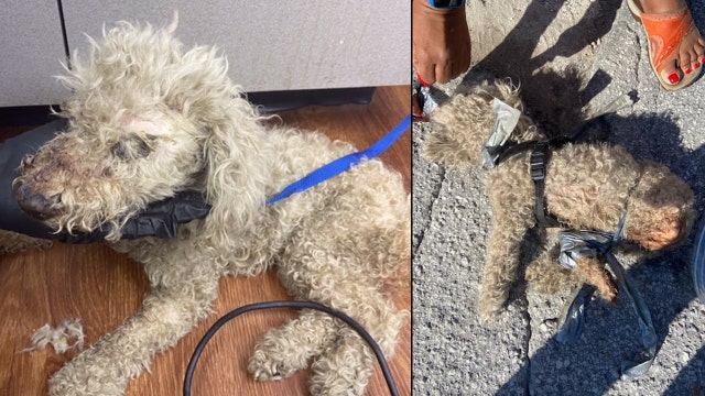Poodle found in plastic bag, hogtied with mouth taped shut in Orlando