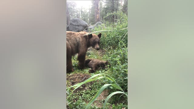 Yosemite ranger gives heartbreaking account of mother bear calling for cub killed by driver