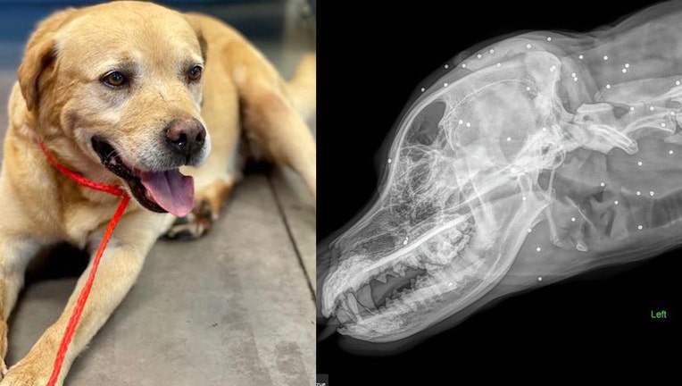 Orlando rescue caring for dog with nearly 100 pellets in head, neck - FOX 35 Orlando