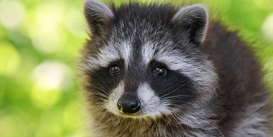 Reward offered after raccoon found with ears, tail cut off in Central  Florida