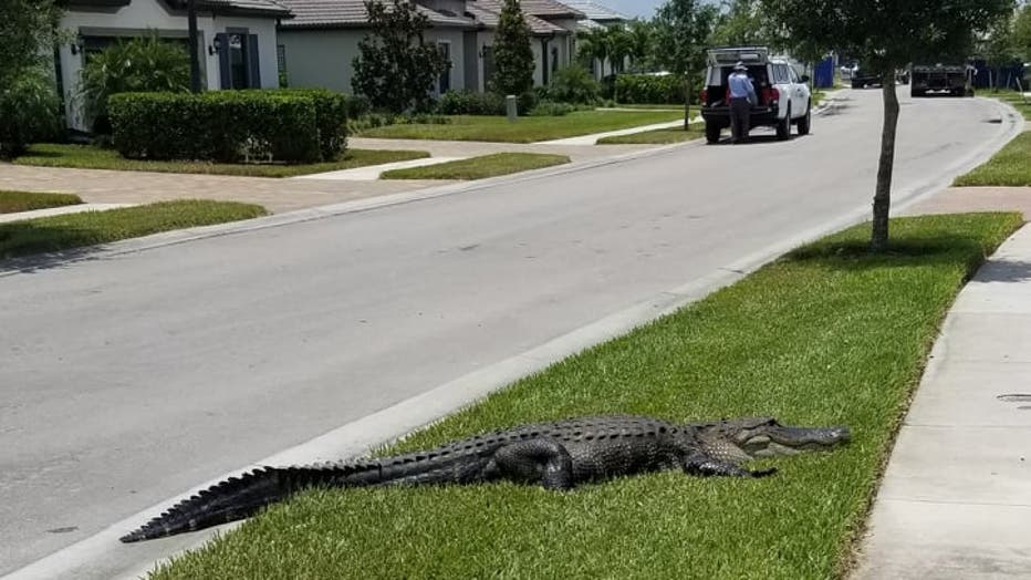 Gators escape on Matharu buzzer beater - The Independent Florida Alligator