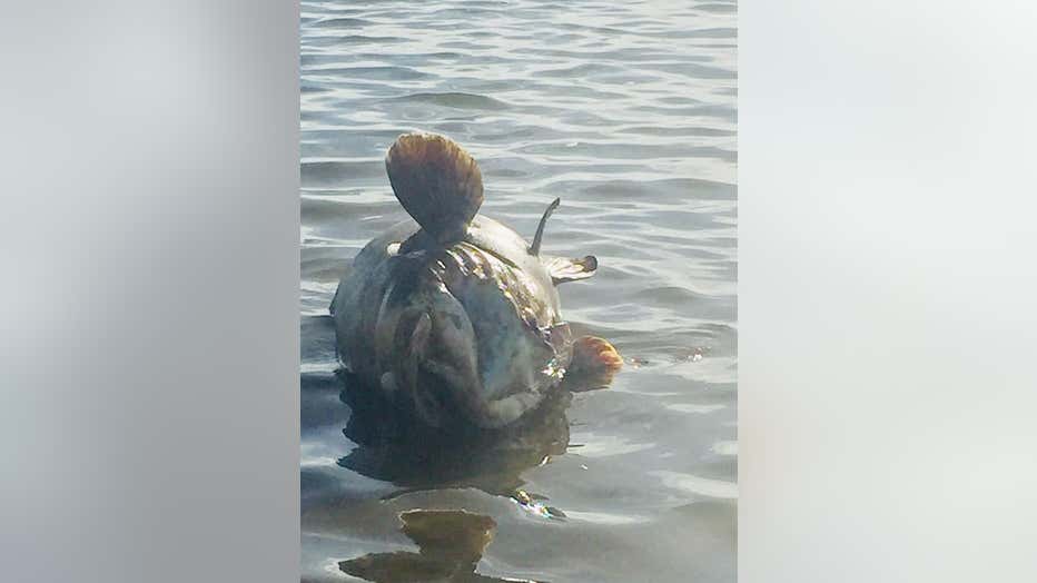 Dead-goliath-grouper-in-St.-Pete-Wendy-Wesley.jpg