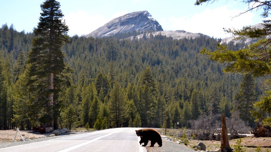 yosemite-bear.jpg