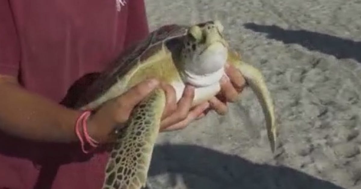 Sea turtle released back into ocean after time at Florida ...